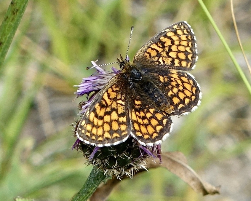 heath fritillary